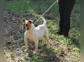 Nereida - Hübsche Bulldoggen-Dame sucht Sportpartner