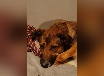 Athos sucht sein Zuhause