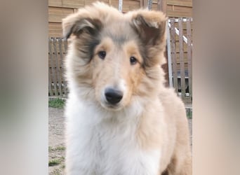 verschmuste Colliewelpen mit Papieren