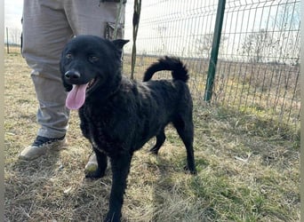 Negro, geb. 01.05.2021, 52 cm, möchte endlich von seinen Menschen entdeckt werden
