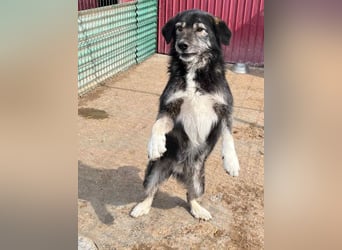 Boomer - freundlicher Schatz