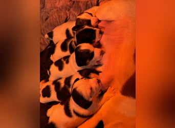 Jackrussel Terrier Welpen
