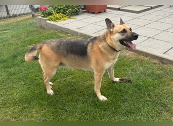 Gipsy wartet in 73460 Hüttlingen auf Besuch