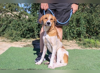 Arnie, Mix Labrador / Podengo