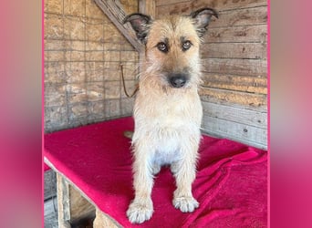 ❤️ superliebe Familienhündin - 2,5 Jahre, 50cm/20kg - Schnauzer-Mix