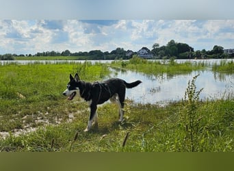 der sehr kinderliebe Blesse - aus 31675 Bückeburg sucht Dich!