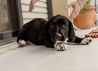 Kokonimix Tammy und Sammy suchen ein Zuhause