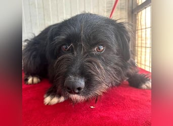 zarte Hundeseele KIMANI - 1,5 Jahre, 40cm/12kg, kl. Schnauzer-Mix