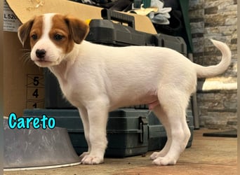 Careto 02/2025 (ESP) - verspielter, kleiner Podenco-Bodeguero Mix Welpe!