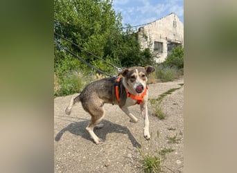ALINA, Hündin, 3 Jahre, 50 cm, Mischling, Tierschutz