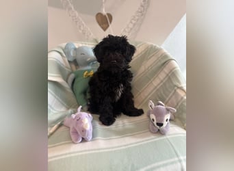 Wunderschöne Maltipoo Welpen zu verkaufen noch 2x Rüden frei