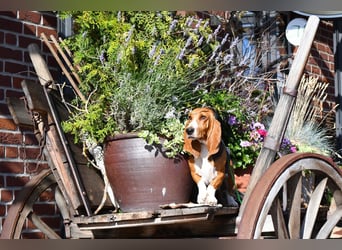 Der zauberhafte Vasko, ein reinrassige Basset Artesien Normand sucht ein neues Zuhause. Eine seltene