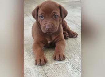 Rhodesian Ridgeback Welpen mit Papieren -Livernose-