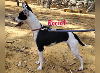 Rocio1 geb. 07/2024 (ESP) - unkomplizierte, sehr hübsche Ratonero Bodeguero Andaluz Hündin!