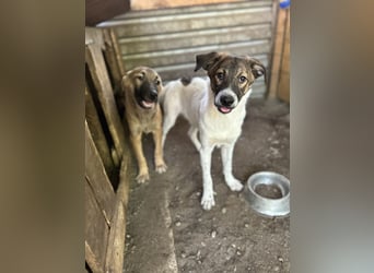 Wallace, 1 1/3-jähriger Rüde, SH ca. mittelgroß, freundlich, sozial, verspielt, neugierig