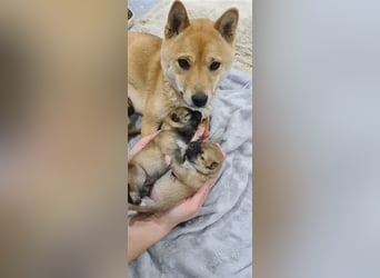 Wurfankündigung - Oktober 24 - Reinrassige Shiba - Inu Welpen! Langjährige Shiba-Liebe!