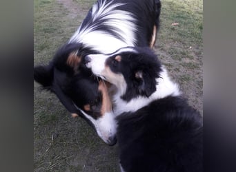 Colliejungs (altschottische Linie), 8 Monate alt suchen liebevolles Fürimmerzuhause