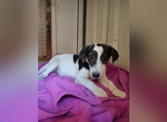 Zazu, schüchtern aber lieb