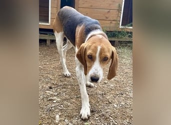 Beagle-Mix Pablito - verspielt und freundlich