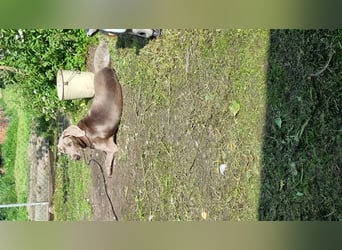 Weimaranermischling