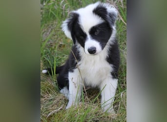Australian Shepherd Welpe (reinrassig)