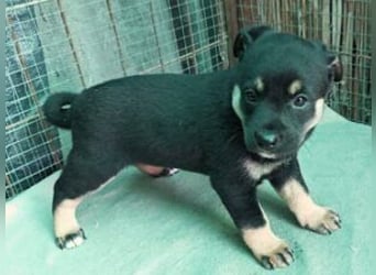 Welpe Bruno: neu im Tierheim