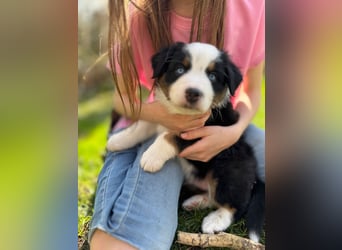 Mini Aussies-Mini Australian Shepherd Welpen