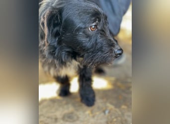 Kiki-LM, ein kleiner Schatz sucht Geborgenheit