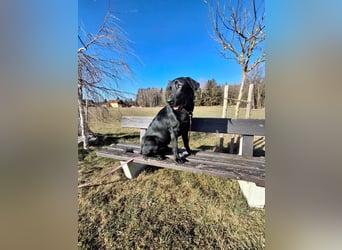 Tyson - der gutgelaunte Traumhund