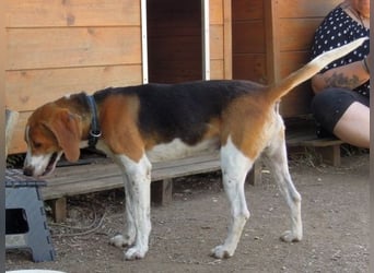 Beagle-Mix Pablito - verspielt und freundlich