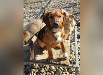 Spielen und Kuscheln - dafür ist Zuckerbub DARIO immer zu haben