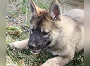 Eurasier - A. Malamute Nord-Hybrid Welpen suchen ein liebevolles Zuhause