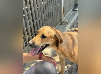 Joy: Sanftmut auf 4 Pfoten
