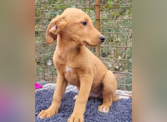 Kimbo ❤️ verspielter Labi-Bracke-Mix Bub