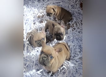 Blue blau Fawn Welpe  französische Bulldogge
