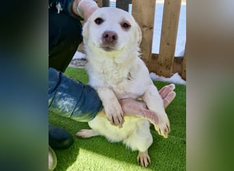 Carlotta - goldiges Hundekind