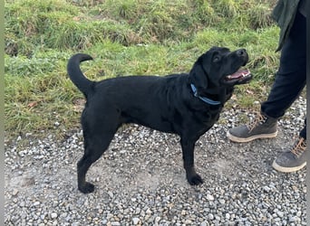 Schwarze Labrador Retriever Welpen mit Ahnenpass