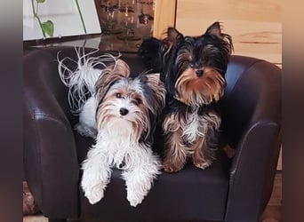 Biewer-Yorkshire Terrier Welpen