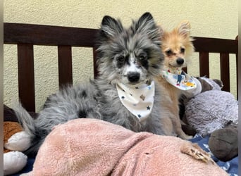 Scotty SR - quirliger Mini-Spitz sucht aktives Zuhause mit Herz