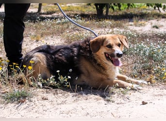 Tieta, Mix Schäferhund / Berner Senne / Collie , lieb und verträglich