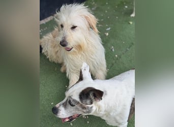 Lola, eine zauberhafte Hündin