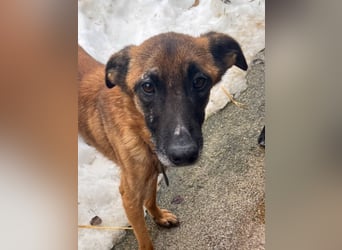 Bezaubernde Hundelady RONJA sucht liebevolle Familie