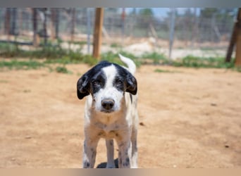 Coco - Pointer-mix sucht liebevolles Zuhause