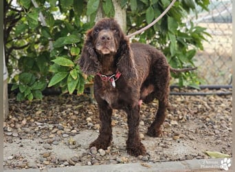 Dorito ist ein liebenswerter Cocker Senior