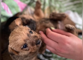 Norfolk Terrier Welpen aus der Zucht VILMHOF FCI