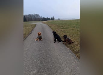 Tyson - der gutgelaunte Traumhund
