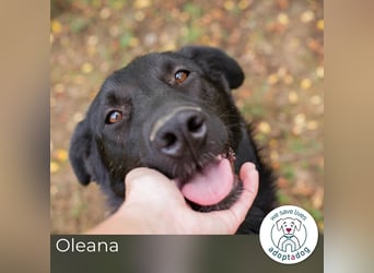 Oleana: Kuschelpartner gesucht!