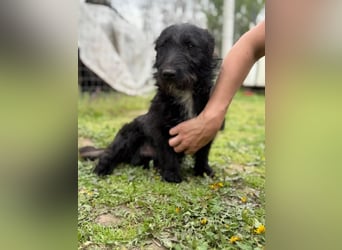 Alf LM – Fröhlicher kleiner Schatz sucht sein großes Glück