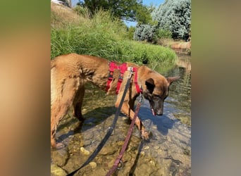 Schäferhund(mix) Freunde aufgepasst – hier kommt unsere Reika