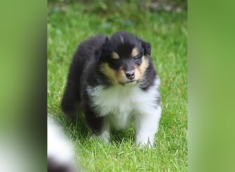 Collie Langhaar Welpen aus liebevoller VDH-Zucht